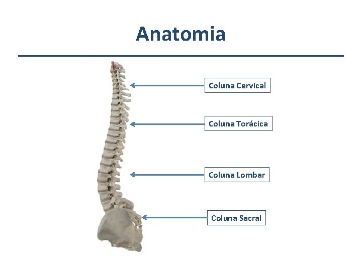 Anatomia Coluna Cervical Coluna Torácica Coluna Lombar Coluna Sacral 