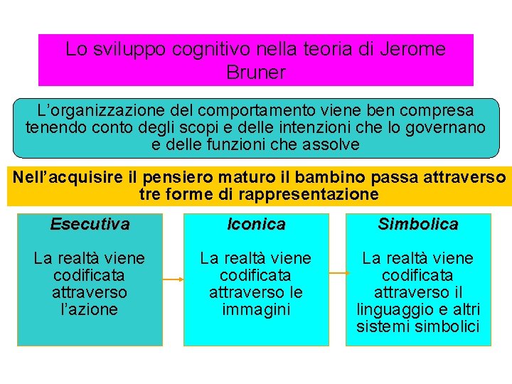 Lo sviluppo cognitivo nella teoria di Jerome Bruner L’organizzazione del comportamento viene ben compresa