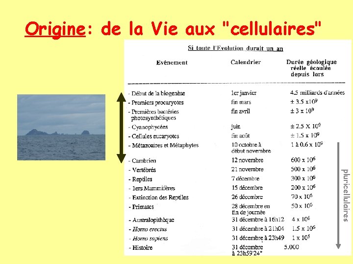 Origine: de la Vie aux "cellulaires" pluricellulaires 