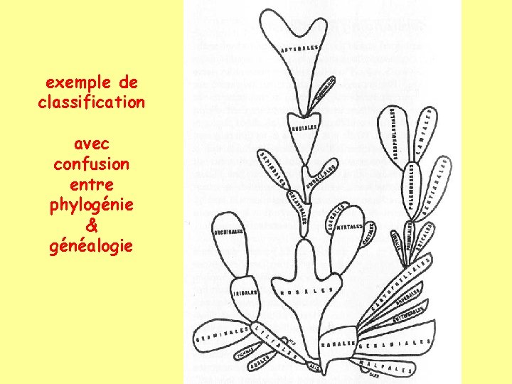 exemple de classification avec confusion entre phylogénie & généalogie 