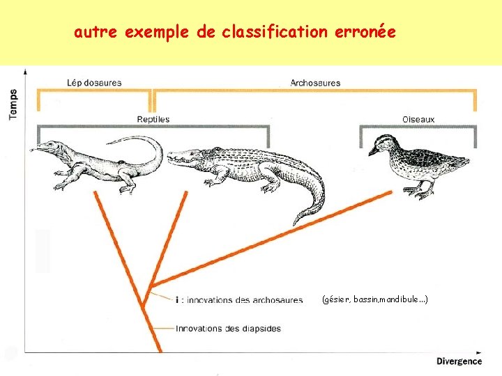 autre exemple de classification erronée (gésier, bassin, mandibule. . . ) 