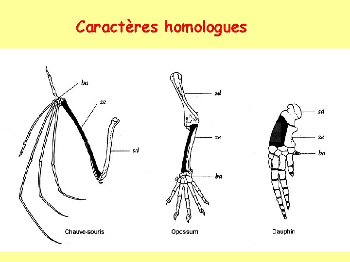 Caractères homologues 