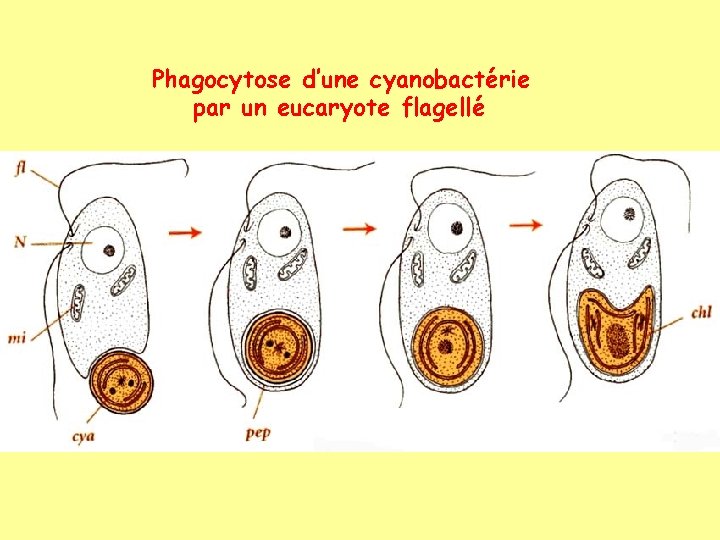 Phagocytose d’une cyanobactérie par un eucaryote flagellé 