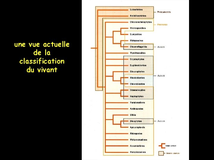 une vue actuelle de la classification du vivant 