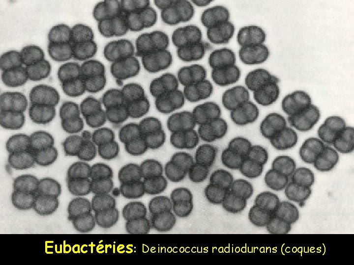 Eubactéries: Deinococcus radiodurans (coques) 