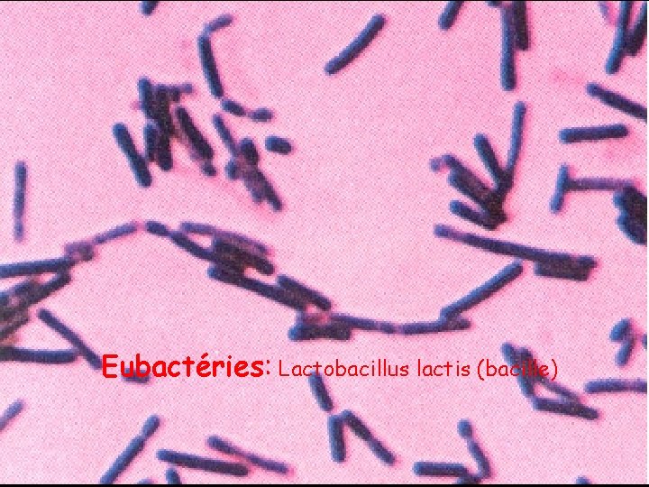 Eubactéries: Lactobacillus lactis (bacille) 