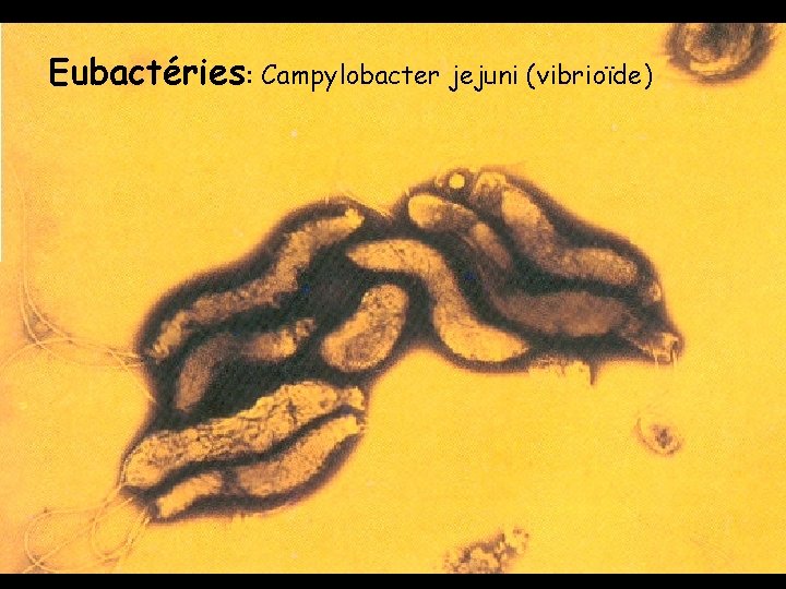 Eubactéries: Campylobacter jejuni (vibrioïde) 