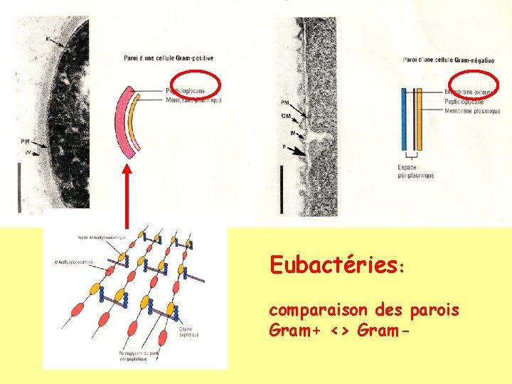 Eubactéries: comparaison des parois Gram+ <> Gram- 