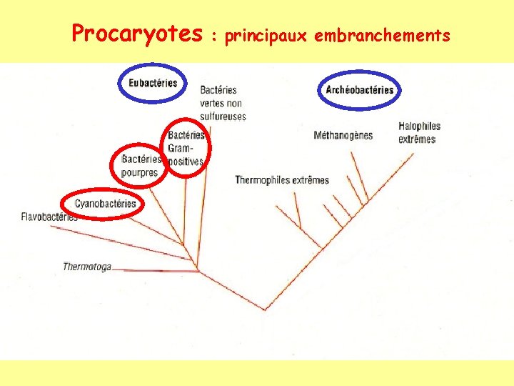 Procaryotes : principaux embranchements 