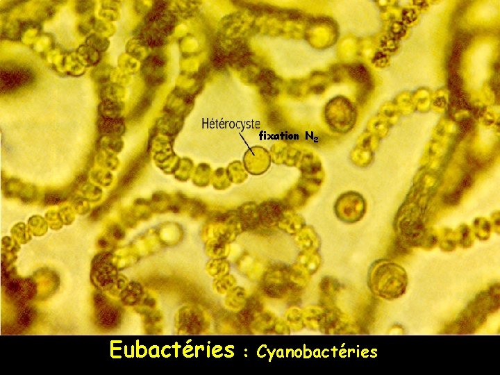 fixation N 2 Eubactéries : Cyanobactéries 