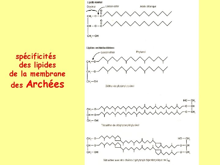 spécificités des lipides de la membrane des Archées 