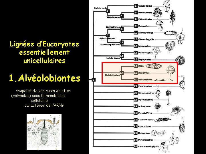 Lignées d’Eucaryotes essentiellement unicellulaires 1. Alvéolobiontes chapelet de vésicules aplaties (=alvéoles) sous la membrane