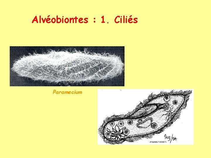 Alvéobiontes : 1. Ciliés Paramecium 