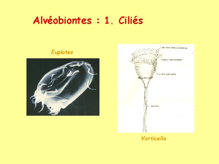 Alvéobiontes : 1. Ciliés Euplotes Vorticella 