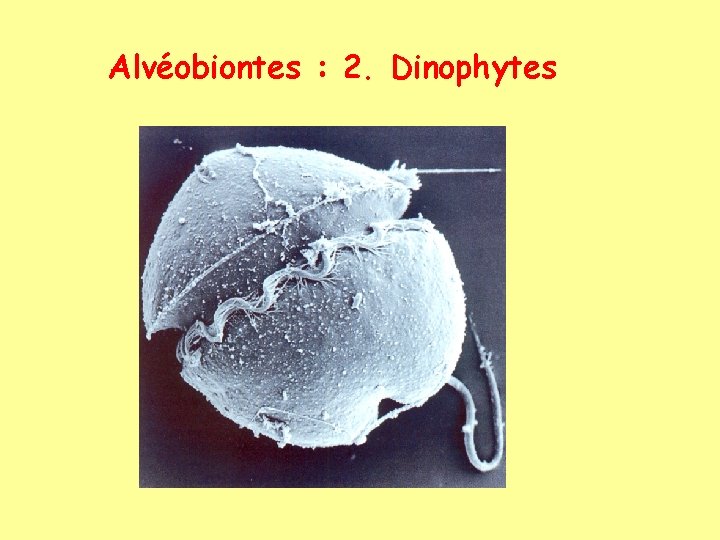 Alvéobiontes : 2. Dinophytes 