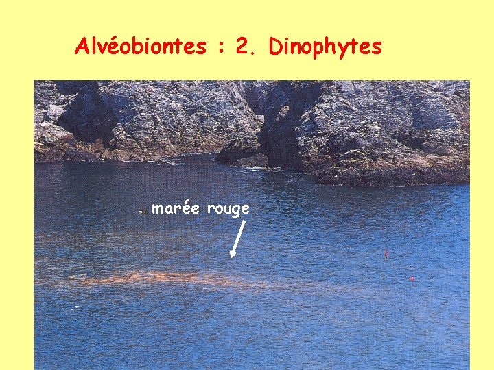 Alvéobiontes : 2. Dinophytes marée rouge 