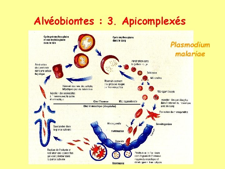 Alvéobiontes : 3. Apicomplexés Plasmodium malariae 