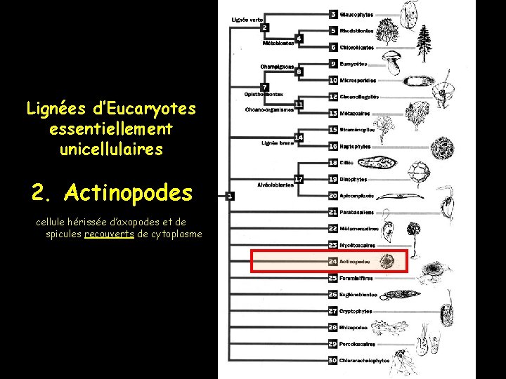 Lignées d’Eucaryotes essentiellement unicellulaires 2. Actinopodes cellule hérissée d’axopodes et de spicules recouverts de