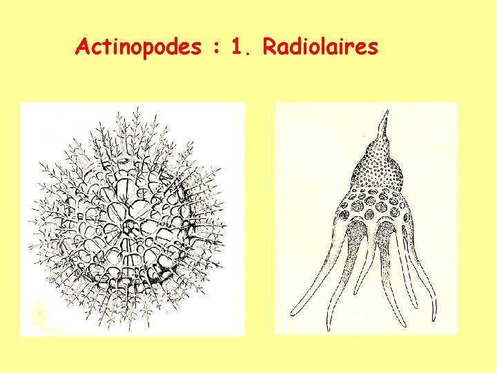 Actinopodes : 1. Radiolaires 