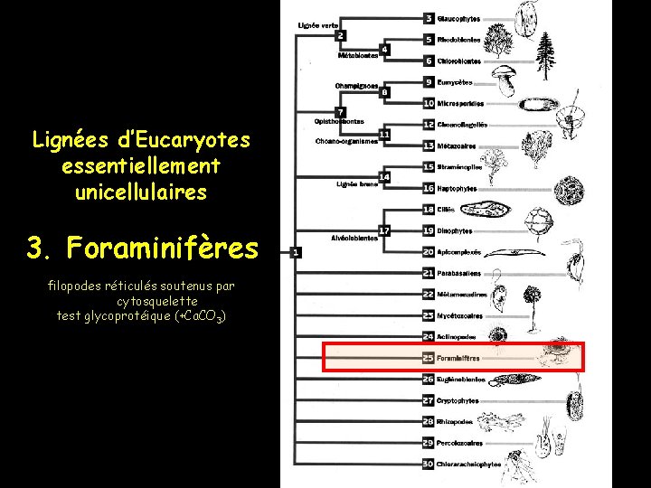 Lignées d’Eucaryotes essentiellement unicellulaires 3. Foraminifères filopodes réticulés soutenus par cytosquelette test glycoprotéique (+Ca.