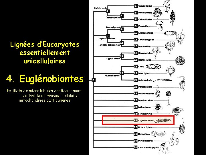 Lignées d’Eucaryotes essentiellement unicellulaires 4. Euglénobiontes feuillets de microtubules corticaux soustendant la membrane cellulaire