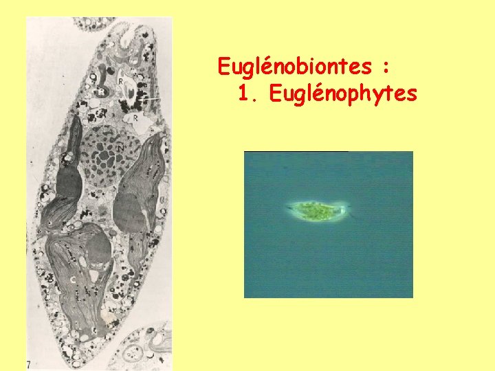 Euglénobiontes : 1. Euglénophytes 