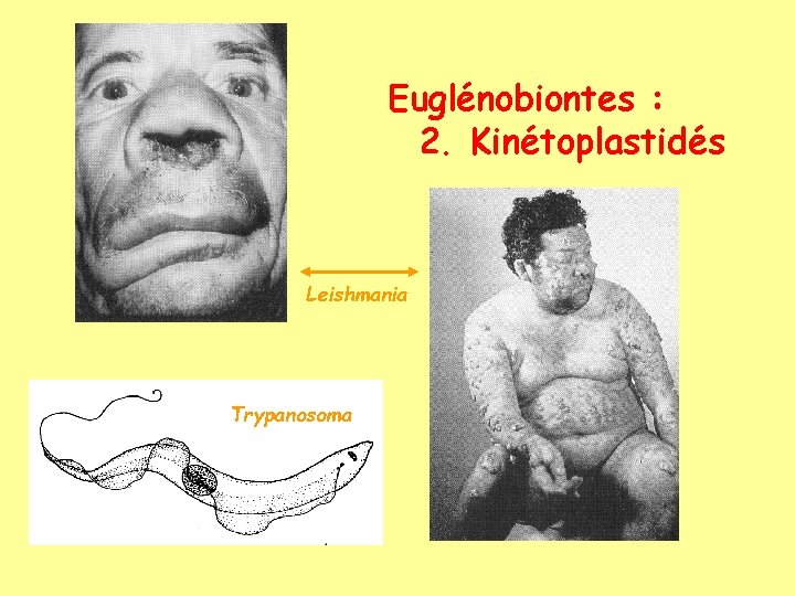 Euglénobiontes : 2. Kinétoplastidés Leishmania Trypanosoma 