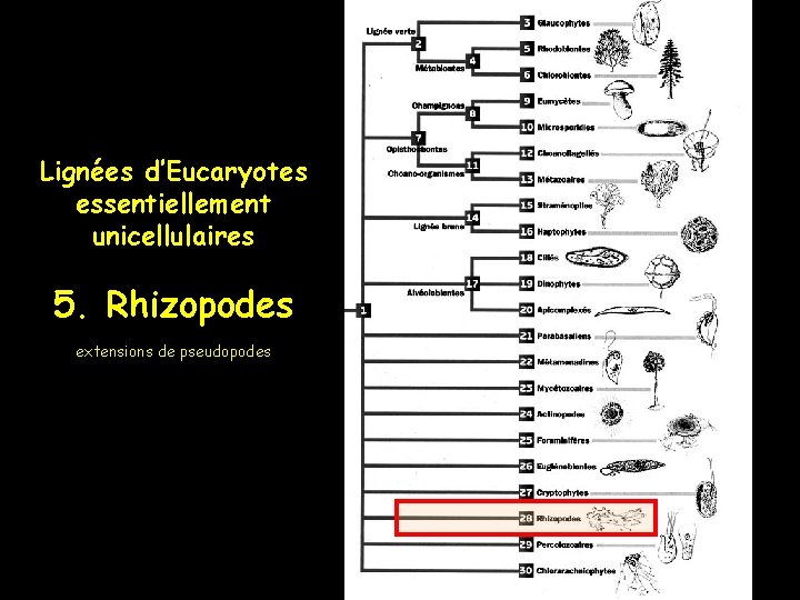 Lignées d’Eucaryotes essentiellement unicellulaires 5. Rhizopodes extensions de pseudopodes 