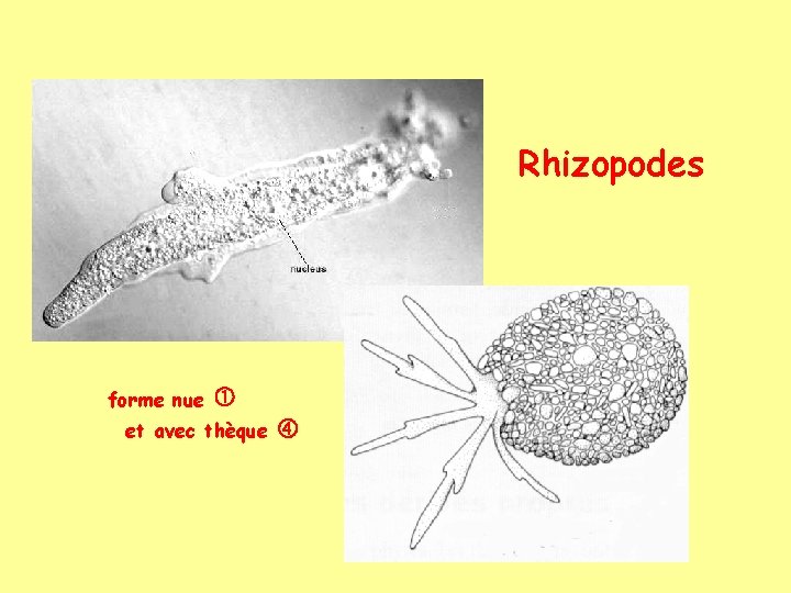 Rhizopodes forme nue et avec thèque 