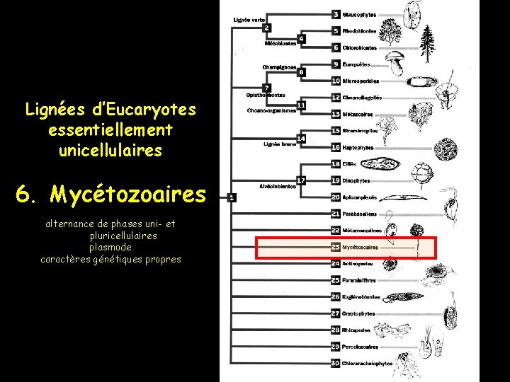 Lignées d’Eucaryotes essentiellement unicellulaires 6. Mycétozoaires alternance de phases uni- et pluricellulaires plasmode caractères