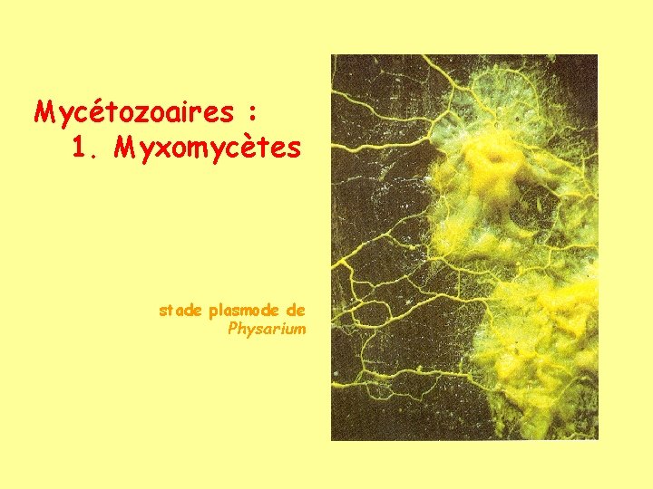 Mycétozoaires : 1. Myxomycètes stade plasmode de Physarium 