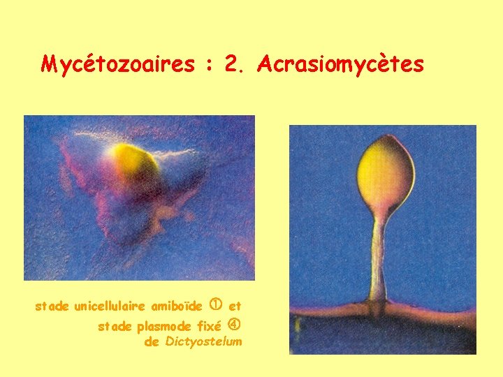 Mycétozoaires : 2. Acrasiomycètes stade unicellulaire amiboïde et stade plasmode fixé de Dictyostelum 