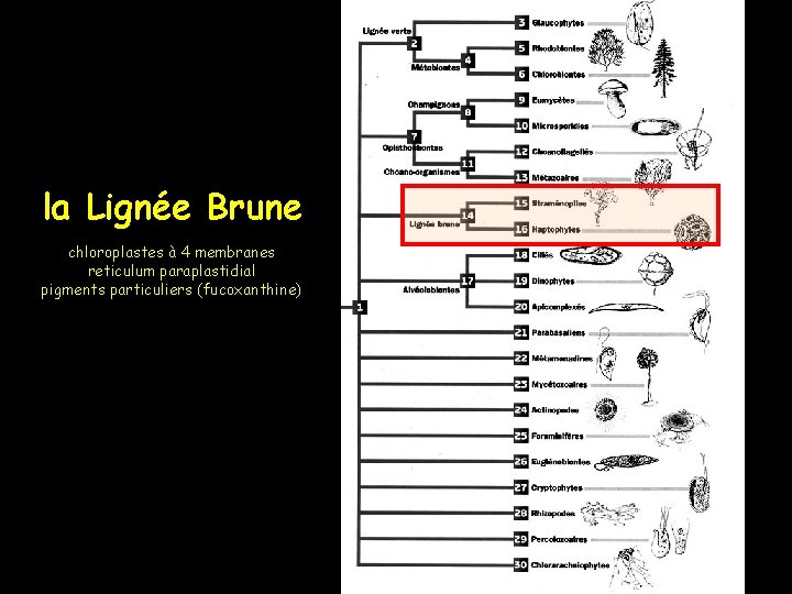 la Lignée Brune chloroplastes à 4 membranes reticulum paraplastidial pigments particuliers (fucoxanthine) 