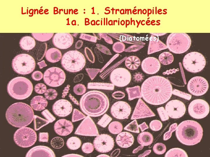 Lignée Brune : 1. Straménopiles 1 a. Bacillariophycées (Diatomées) 