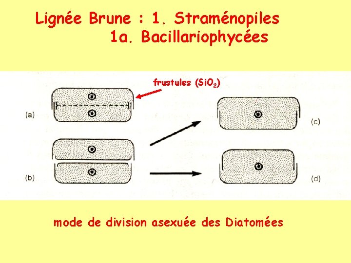 Lignée Brune : 1. Straménopiles 1 a. Bacillariophycées frustules (Si. O 2) mode de