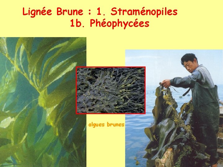 Lignée Brune : 1. Straménopiles 1 b. Phéophycées algues brunes 