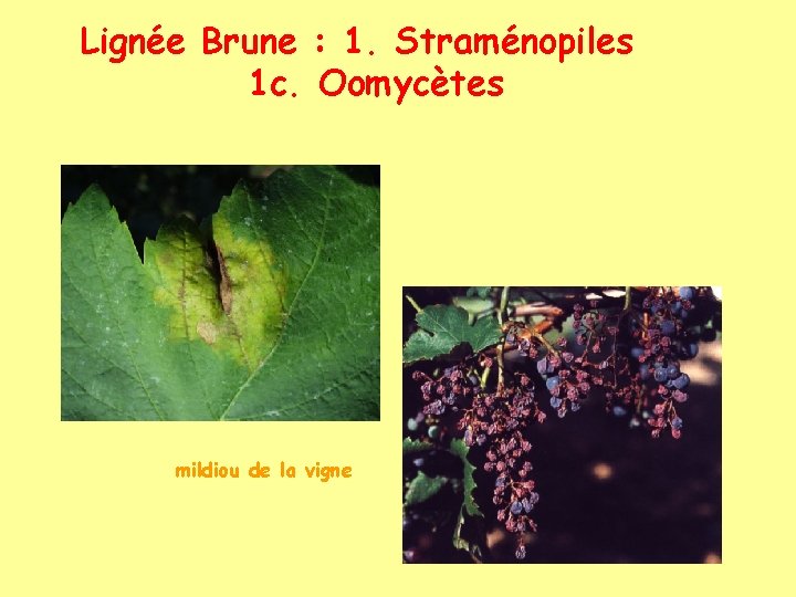 Lignée Brune : 1. Straménopiles 1 c. Oomycètes mildiou de la vigne 