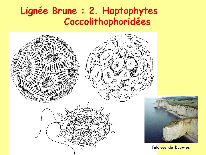 Lignée Brune : 2. Haptophytes Coccolithophoridées falaises de Douvres 