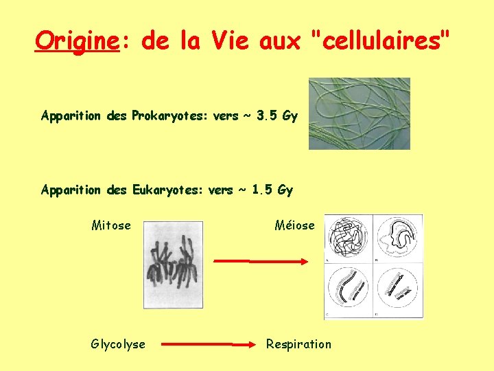 Origine: de la Vie aux "cellulaires" Apparition des Prokaryotes: vers ~ 3. 5 Gy