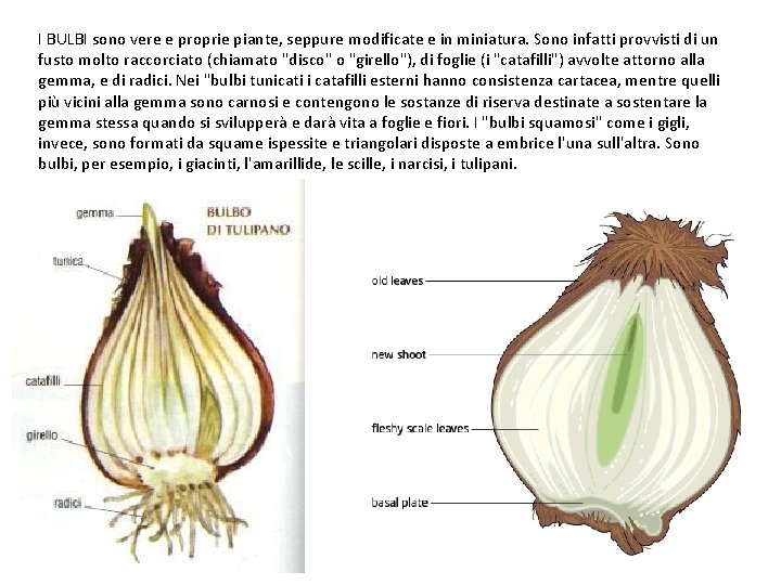 I BULBI sono vere e proprie piante, seppure modificate e in miniatura. Sono infatti