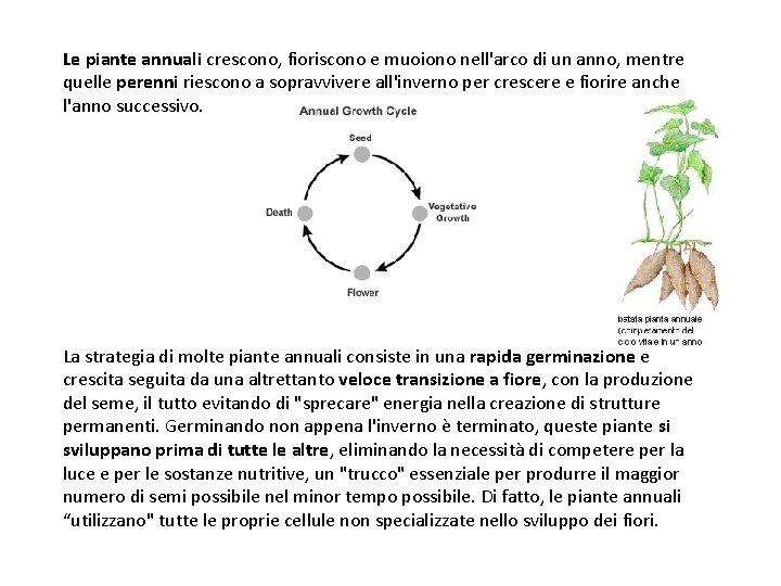 Le piante annuali crescono, fioriscono e muoiono nell'arco di un anno, mentre quelle perenni