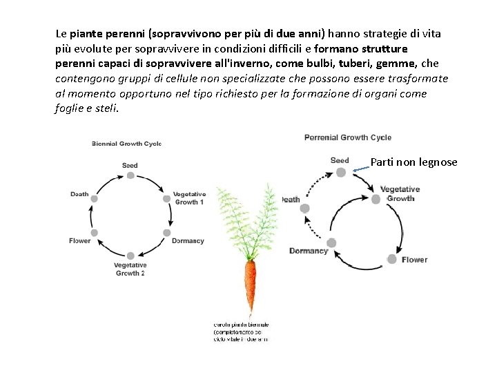 Le piante perenni (sopravvivono per più di due anni) hanno strategie di vita più