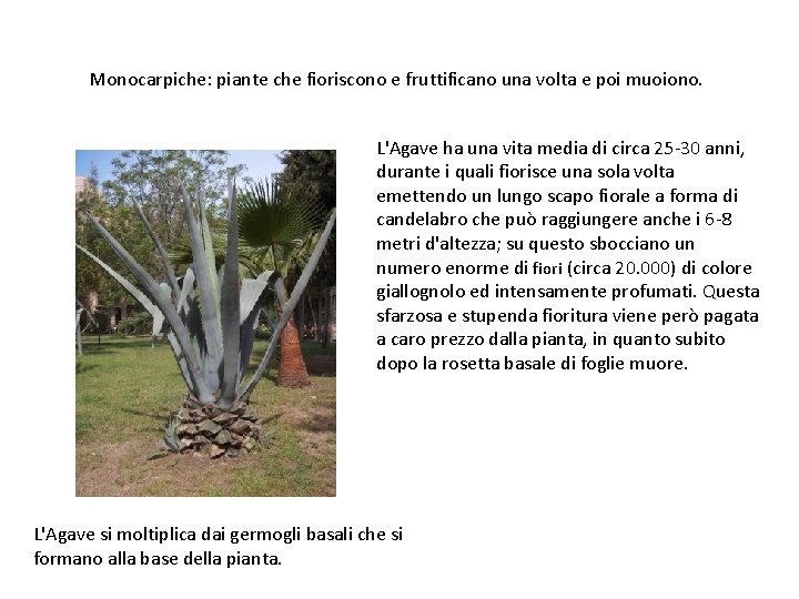 Monocarpiche: piante che fioriscono e fruttificano una volta e poi muoiono. L'Agave ha una