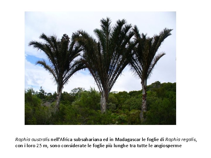 Raphia australis nell'Africa subsahariana ed in Madagascar le foglie di Raphia regalis, con i