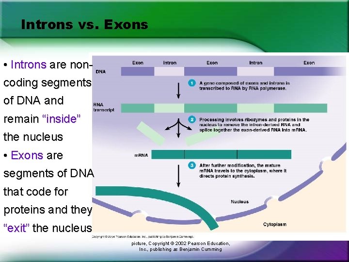 Introns vs. Exons • Introns are noncoding segments of DNA and remain “inside” the Introns vs. Exons • Introns are noncoding segments of DNA and remain “inside” the