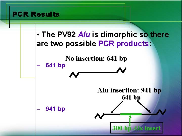 PCR Results • The PV 92 Alu is dimorphic so there are two possible PCR Results • The PV 92 Alu is dimorphic so there are two possible