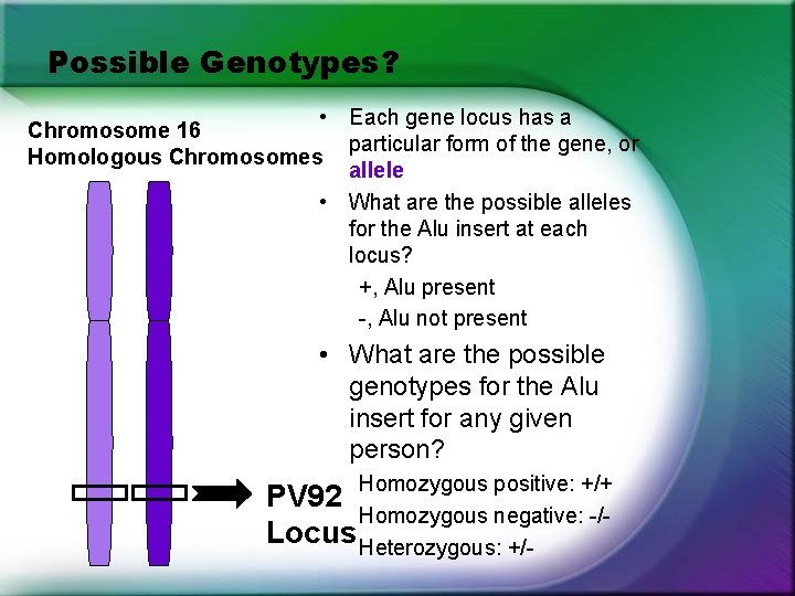 Possible Genotypes? • Each gene locus has a Chromosome 16 particular form of the Possible Genotypes? • Each gene locus has a Chromosome 16 particular form of the