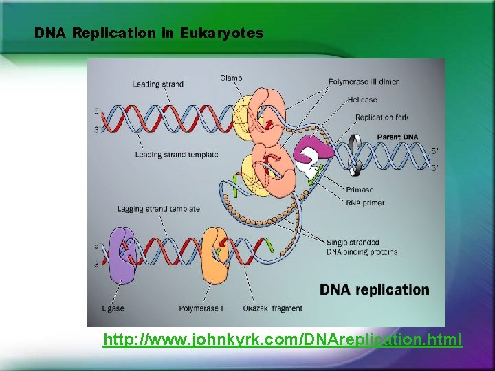 DNA Replication in Eukaryotes http: //www. johnkyrk. com/DNAreplication. html DNA Replication in Eukaryotes http: //www. johnkyrk. com/DNAreplication. html