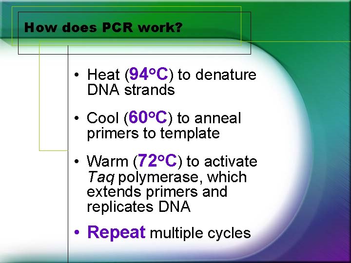 How does PCR work? • Heat (94 o. C) to denature DNA strands • How does PCR work? • Heat (94 o. C) to denature DNA strands •