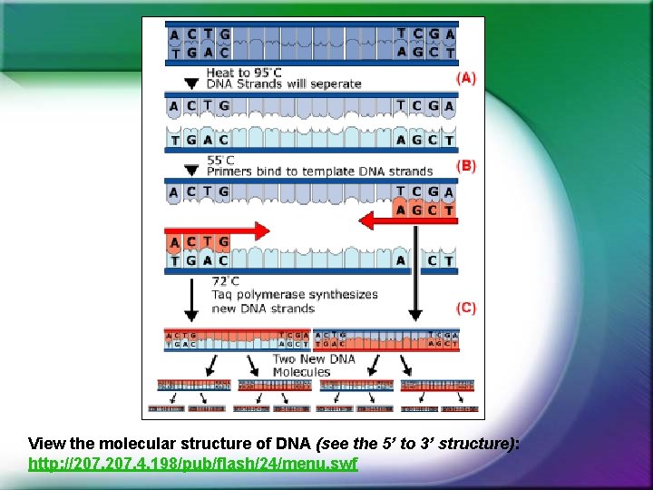 View the molecular structure of DNA (see the 5’ to 3’ structure): http: //207. View the molecular structure of DNA (see the 5’ to 3’ structure): http: //207.
